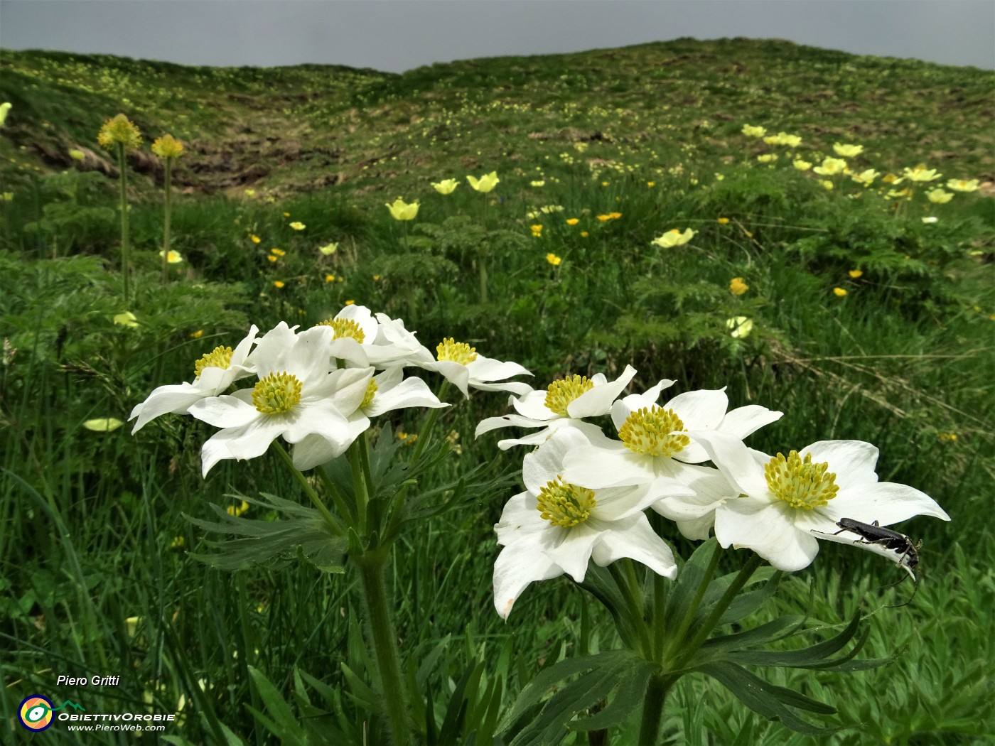 25 Bianchi anemoni narcissini (Anemonastrum narcissiflorum) con  distese di gialli anemoni sulfurei.JPG